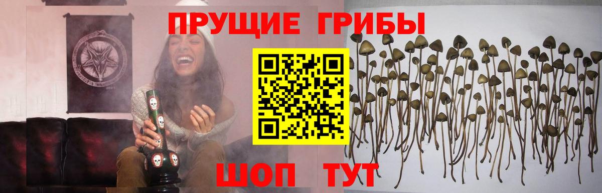 Киселёвск  цены   Вход с VPN  Псилоцибиновые грибы ЛСД 
